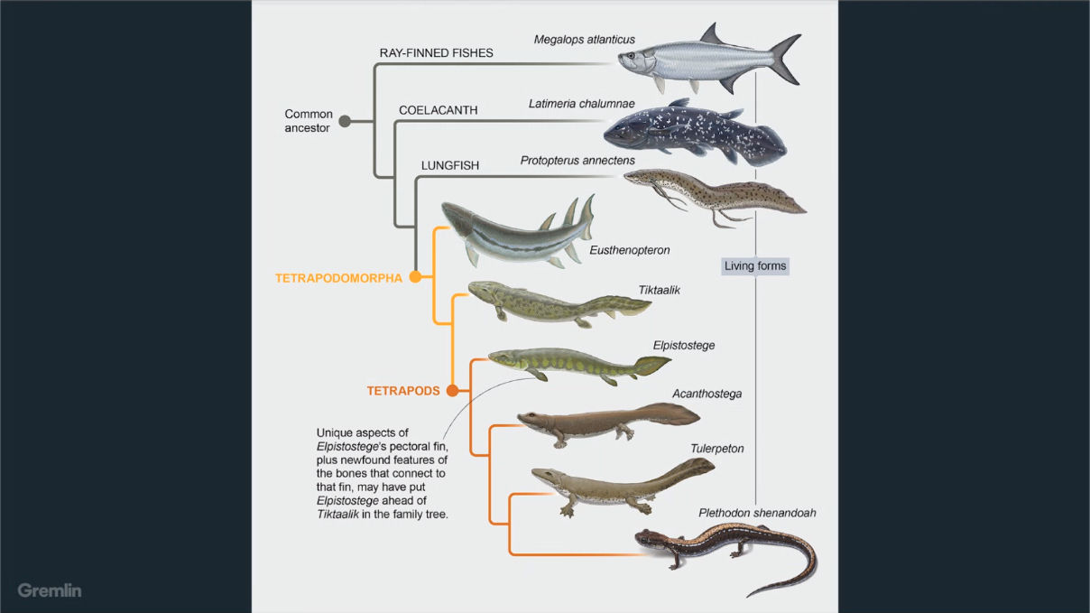 Adjacent possible: evolution by one small change after another